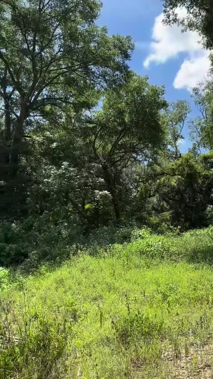 Wooded site before land clearing
